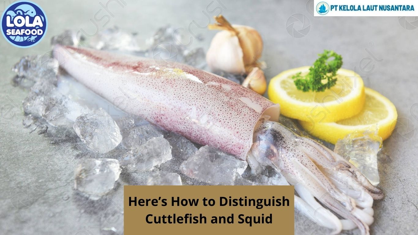 Here’s How to Distinguish Cuttlefish and Squid